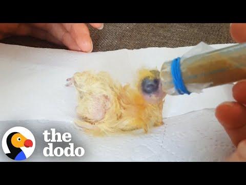 Rescued Pigeon Loves To Take Baths With Corgi #Video