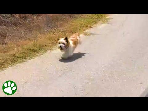 Desperate Dog Chased After Couple's Car #Video