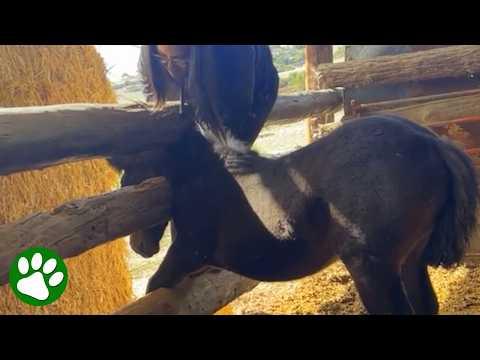 Woman Refuses to Give Up on Foal Trapped in Fence #Video