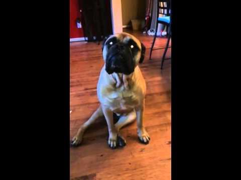 French Bulldog Gets Outed By His Best Friend