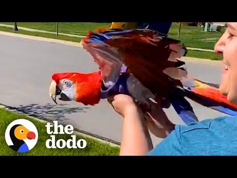 Woman Helps Parrot Fly For The First Time #Video