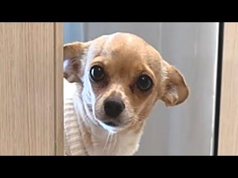 Meet a chihuahua that never barks #Video