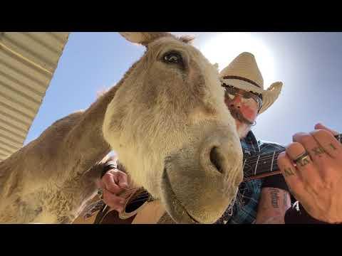 Another Donkey Loves Cats Stevens Songs #Video