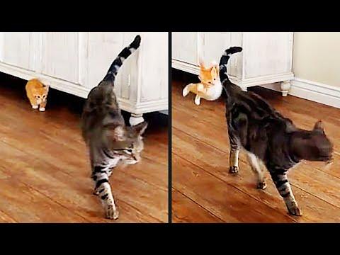 He Tried A Sneak Attack | Your Daily Dose Of Pets #Video