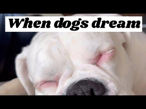 When Dogs Dream - Layla The Boxer #video