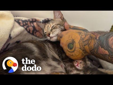 Security Guard Brings Home A Pregnant Stray Cat  #Video