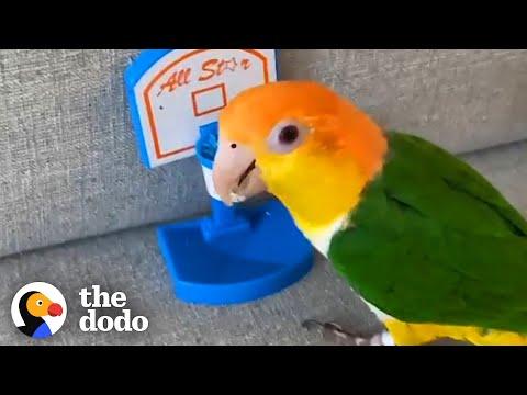 This Parrot Has A Passion for Basketball #Video