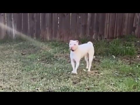 Sad reason why dog lost his home #Video