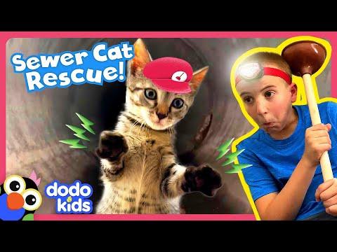 Rescuer Saves Kitten By Doing WHAT?! | Dodo Kids #Video