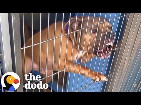 Dog Who Couldn't Be Around Men Or Dogs Gets A Second Chance #Video