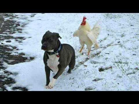 The Funniest and Most Dramatic Farm ANIMALS Video Ever! #Video