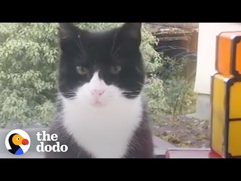 Cat Decides To Move Into This Guy's House Video