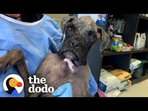 Dog Had Been Through So Much, People Couldn’t Tell Her Breed #Video