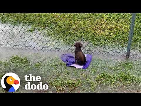 Puppy Abandoned On A Baseball Field Gets So Wiggly Opening Presents #Video