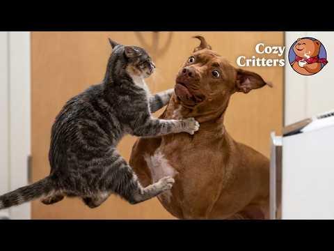 The Convicted Pit Bull Who Let a Kitten Take Over the House #Video