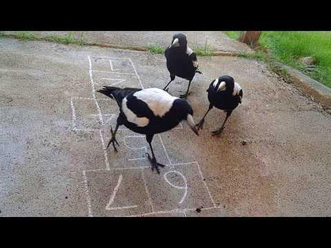 Crows are the SMARTEST and FUNNIEST Birds in the World #Video