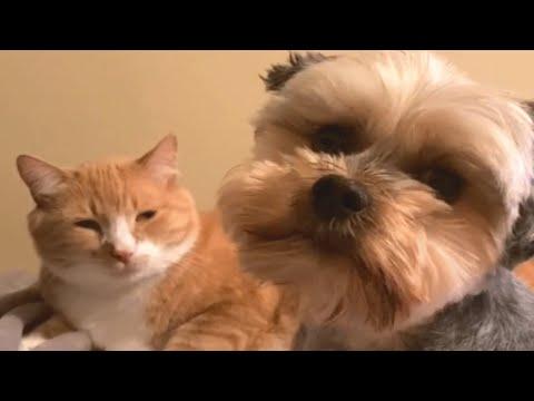 Couple couldn't believe what their cat was doing for the dog #Video