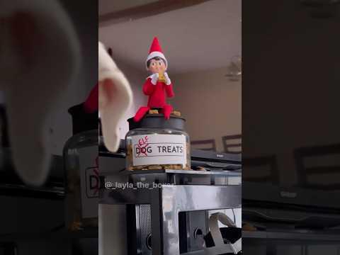 Elf on the Shelf Part 3! - Layla The Boxer #Video