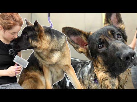 Watch me win the heart of a growly & nervous German Shepherd #Video