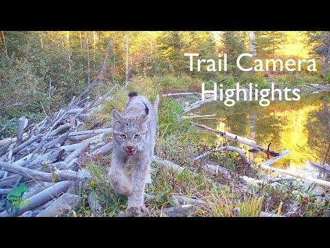 Trail camera highlights from the Voyageurs Wolf Project #Video