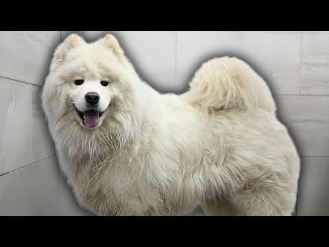 Samoyed dog hardly survives his grooming appointment #Video