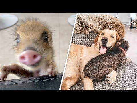Dog raises wild boar separated from mom #Video
