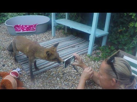 Fox Has Been Visiting Her Favorite Person For Years #Video
