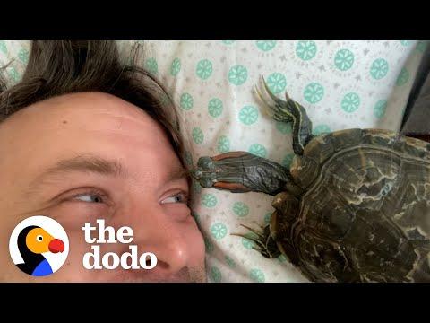Turtle Is His Dad's Shadow And He's Obsessed With Looking Deep Into His Eyes #Video