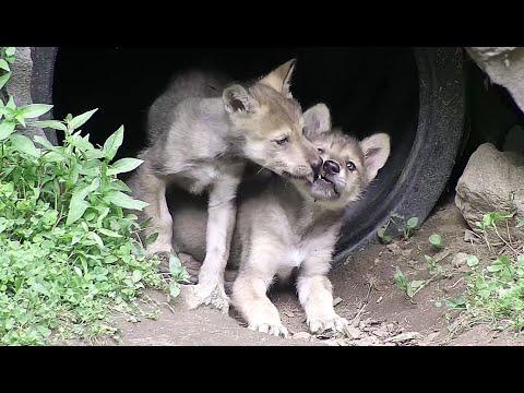 Wolf Pup Kisses #Video