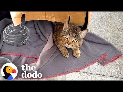 After 2 Months, This Stray Cat Finally Found the Courage to Come Inside #Video