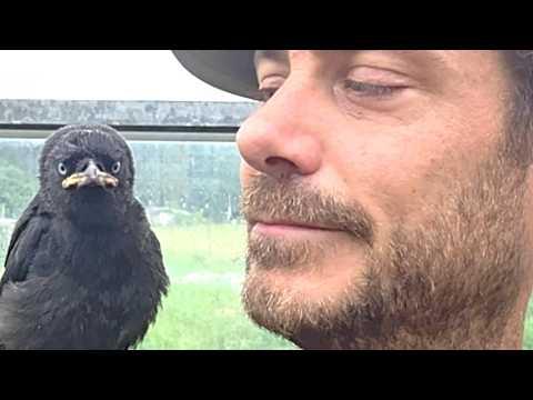 Couple saves a bird, now he visits them daily #Video