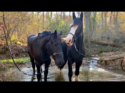 Gentle Giant Horse Teaches A Neglected Horse How To Play #Video