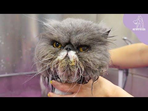 A Cat With A BROKEN Meow - Girl With Dogs #Video
