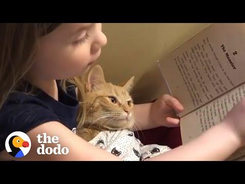 Cat Helps Her Sisters Learn From Home Video | The Dodo