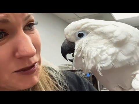A sick cockatoo lost his human. Here's how the vet responded. #Video