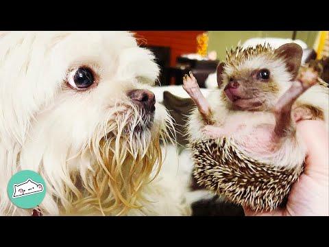 Dog Teaches Hedgehog How To Become A Puppy #Video