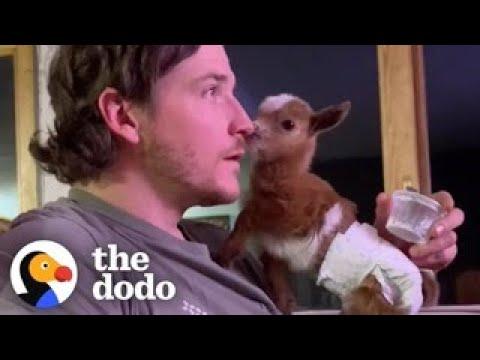 Tiny Baby Goat Snuggles On Sofa With Her Dog Siblings #Video
