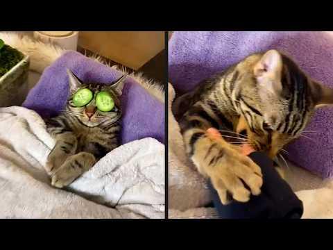 His Spa Day Was Ruined | YOUR Daily Dose of Pets #Video