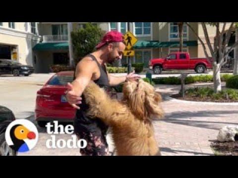 Guy Decides His Dog Will Be His Plus-One Everywhere He Goes #Video