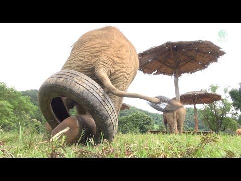 Two Baby Elephant Having Fun With Tire After Finished Eating - ElephantNews #Video