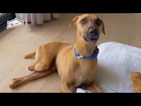 Somebody Cut Off His Tail and Legs. Yet Dog Starts Trusting Humans Again  #Video