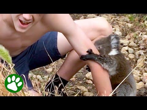 Baby Koala Gives Boy a Sweet Surprise