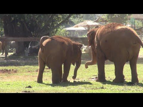 Curious Baby LekLek's Discovery! - ElephantNews #Video