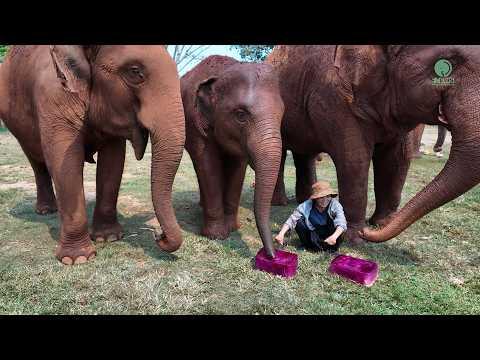 An Elephant Sweet Treat to Beat the Heat - ElephsantNewsv
