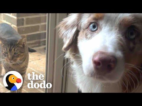 Stray Cat Decides To Follow This Dog Home  #Video