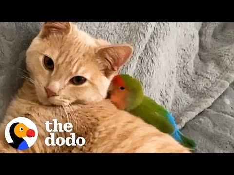 Cat Is Obsessed With His Tiny Love Bird  #Video