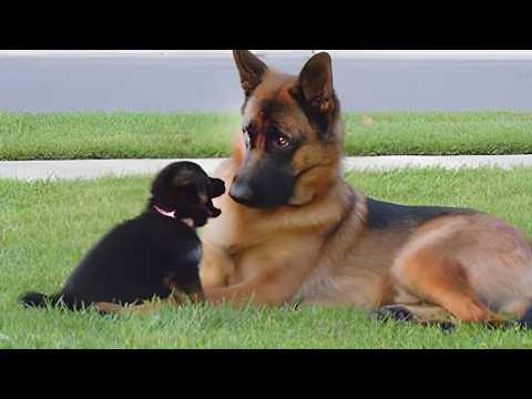 Dogs Being Dramatic When Meets New Friends For The First Time #Video