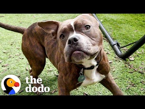 Webby's Journey: From Stray to Loving Companion #Video