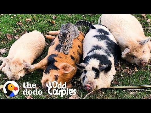 Cat Loves Giving Pigs Massages | The Dodo Odd Couples