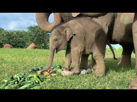 Baby Elephant Pyi Mai Learn How To Eat Pumpkin From Her Nanny - ElephantNews #Video